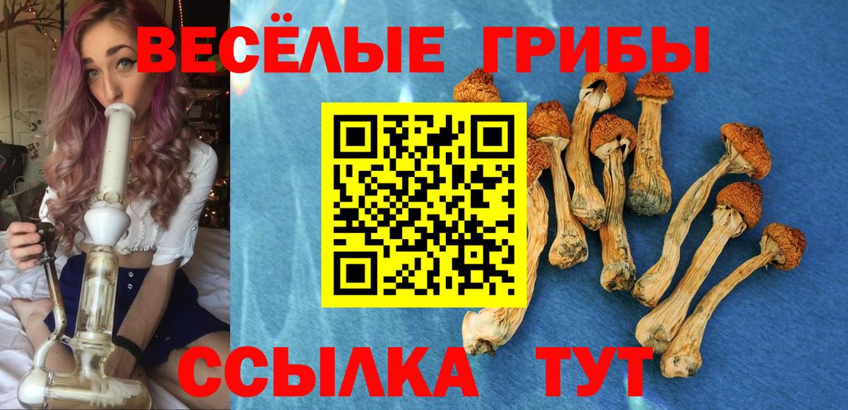 даркнет сайт  Вход с VPN  Кимры  Псилоцибиновые грибы Psilocybe 
